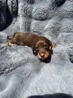 Pink female , a female Miniature Dachshund for sale in Pleasant Plains, AR – 1 of 4