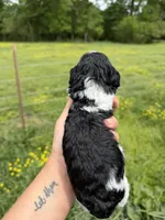 Make 2 , a male Poodle - Toy  for sale in Pleasant Plains, AR – Photo 3 of 3