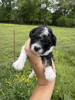 Make 2 , a male Poodle - Toy  for sale in Pleasant Plains, AR – Photo 1 of 3