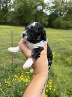 Make 2 , a male Poodle - Toy  for sale in Pleasant Plains, AR – Photo 2 of 3