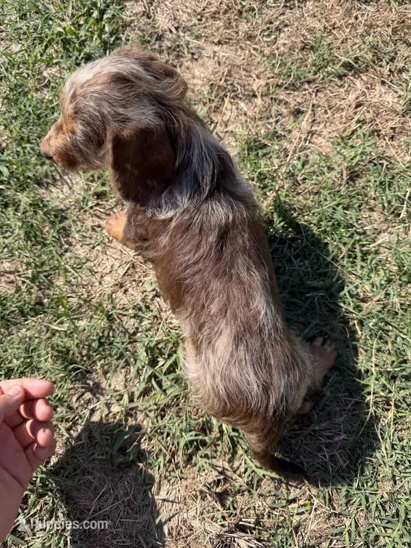 Chocolate and tan dapple – Miniature Dachshund puppy for sale in Pleasant Plains, AR