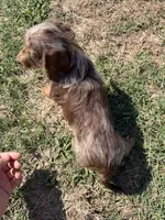 Chocolate and tan dapple, a male Miniature Dachshund for sale in Pleasant Plains, AR – 1 of 1