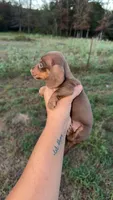 Chocolate female , a female Miniature Dachshund for sale in Pleasant Plains, AR – 3 of 3