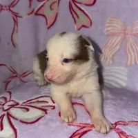 Female 3 , a female Border Collie for sale in Pleasant Plains, AR – Photo 4 of 6