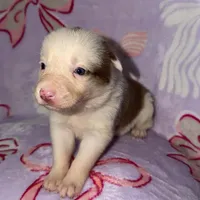 Female 3 , a female Border Collie for sale in Pleasant Plains, AR – Photo 6 of 6