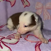 Female 3 , a female Border Collie for sale in Pleasant Plains, AR – Photo 5 of 6