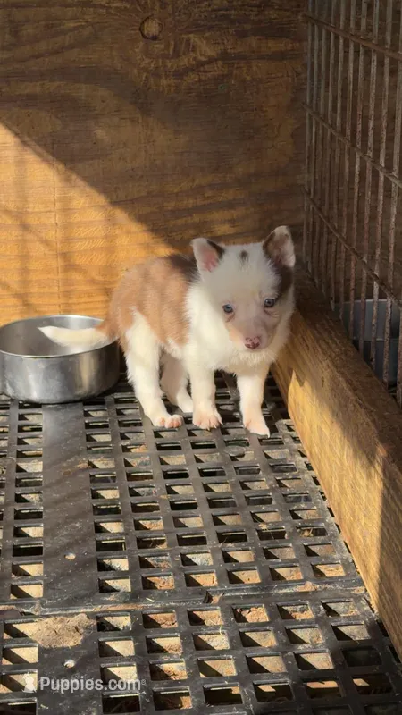 Female 3  – Border Collie puppy for sale in Pleasant Plains, AR