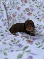 Pink female , a female Miniature Dachshund for sale in Pleasant Plains, AR – 2 of 4