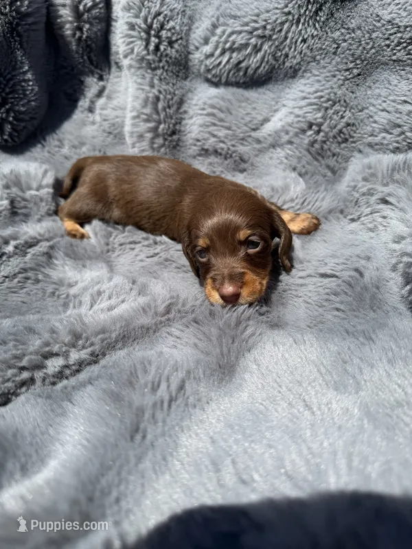 Purple female  – Miniature Dachshund puppy for sale in Pleasant Plains, AR