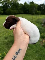 Blue male , a male Miniature Dachshund for sale in Pleasant Plains, AR – Photo 2 of 4