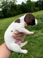 Blue male , a male Miniature Dachshund for sale in Pleasant Plains, AR – Photo 3 of 4