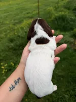 Blue male , a male Miniature Dachshund for sale in Pleasant Plains, AR – Photo 4 of 4