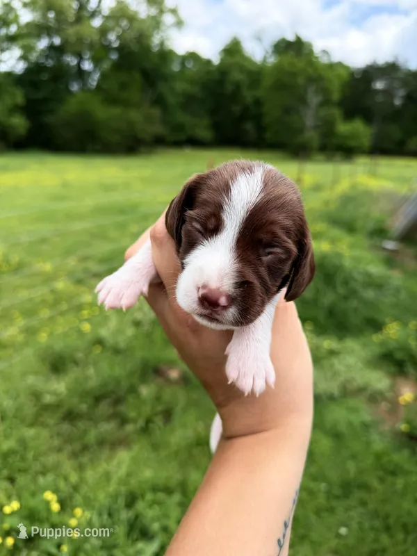Blue male  – Miniature Dachshund puppy for sale in Pleasant Plains, AR
