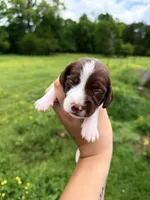 Blue male , a male Miniature Dachshund for sale in Pleasant Plains, AR – Photo 1 of 4