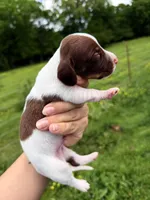 Green male , a male Miniature Dachshund for sale in Pleasant Plains, AR – Photo 4 of 4