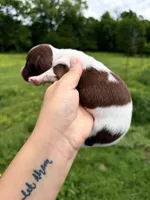 Green male , a male Miniature Dachshund for sale in Pleasant Plains, AR – Photo 2 of 4