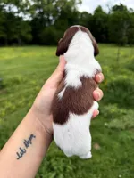 Green male , a male Miniature Dachshund for sale in Pleasant Plains, AR – Photo 3 of 4