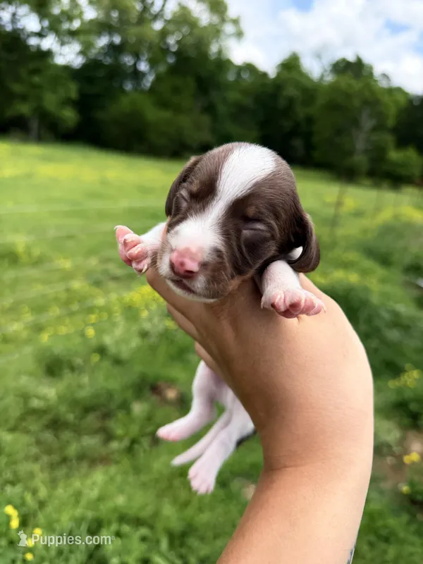 Green male  – Miniature Dachshund puppy for sale in Pleasant Plains, AR