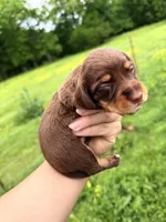 Purple female , a female Miniature Dachshund for sale in Pleasant Plains, AR – Photo 1 of 3