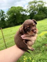 Purple female , a female Miniature Dachshund for sale in Pleasant Plains, AR – Photo 3 of 3