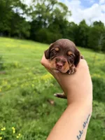 Purple female , a female Miniature Dachshund for sale in Pleasant Plains, AR – Photo 2 of 3