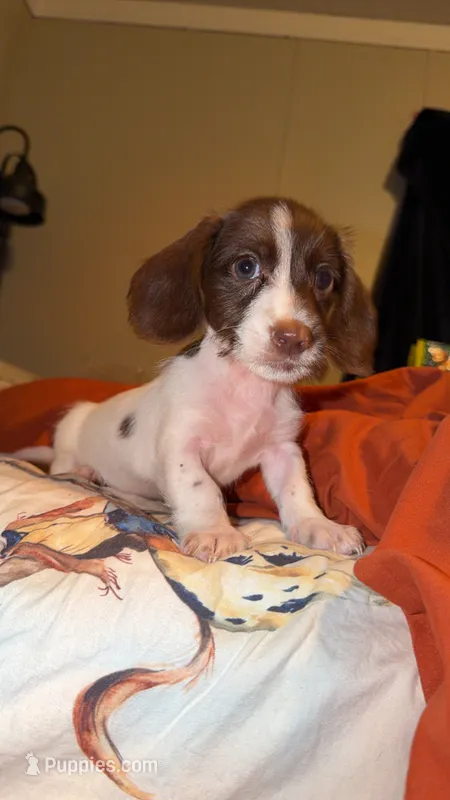 Blue male  – Miniature Dachshund puppy for sale in Pleasant Plains, AR