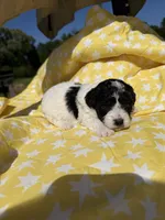 Green male , a male Poodle - Toy  for sale in Pleasant Plains, AR – 3 of 3
