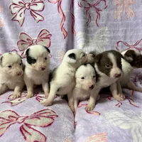 Female 5 , a female Border Collie for sale in Pleasant Plains, AR – Photo 5 of 5