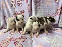 Female 5 , a female Border Collie for sale in Pleasant Plains, AR – Photo 3 of 3