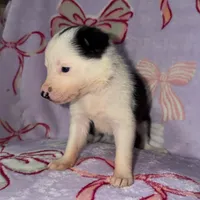 Female 5 , a female Border Collie for sale in Pleasant Plains, AR – Photo 4 of 5