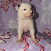 Female 5 , a female Border Collie for sale in Pleasant Plains, AR – Photo 3 of 5