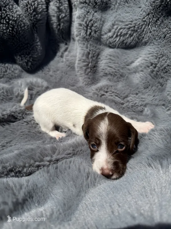 Blue male  – Miniature Dachshund puppy for sale in Pleasant Plains, AR