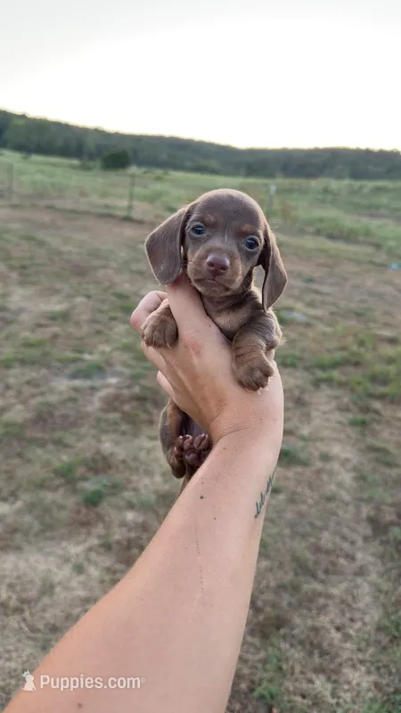 Chocolate female  – Miniature Dachshund puppy for sale in Pleasant Plains, AR
