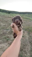 Chocolate female , a female Miniature Dachshund for sale in Pleasant Plains, AR – 1 of 3