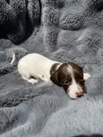 Blue male , a male Miniature Dachshund for sale in Pleasant Plains, AR – 6 of 6