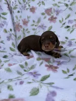 Pink female , a female Miniature Dachshund for sale in Pleasant Plains, AR – 3 of 4