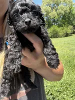 Female , a female Poodle - Toy  for sale in Pleasant Plains, AR – 2 of 2