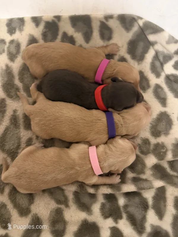 Cream female (light pink)  – Miniature Dachshund puppy on hold in Pleasant Plains, AR