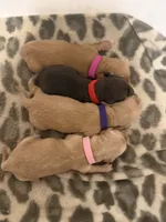 Cream female (light pink) , a female Miniature Dachshund for sale in Pleasant Plains, AR – 1 of 2
