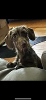 Grudy , a female Miniature Dachshund for sale in Pleasant Plains, AR – 2 of 2
