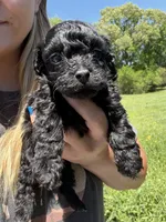 Female , a female Poodle - Toy  for sale in Pleasant Plains, AR – 1 of 2