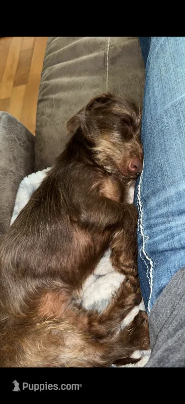 Grudy  – Miniature Dachshund puppy for sale in Pleasant Plains, AR