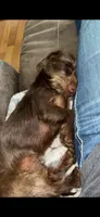 Grudy , a female Miniature Dachshund for sale in Pleasant Plains, AR – 1 of 2