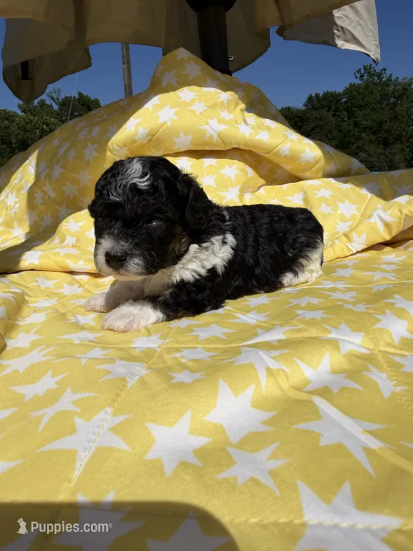Blue male  – Poodle - Toy  puppy for sale in Pleasant Plains, AR