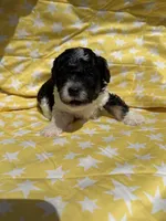 Blue male , a male Poodle - Toy  for sale in Pleasant Plains, AR – 4 of 5