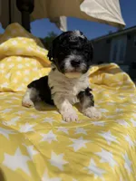 Blue male , a male Poodle - Toy  for sale in Pleasant Plains, AR – 2 of 5
