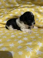 Blue male , a male Poodle - Toy  for sale in Pleasant Plains, AR – 5 of 5