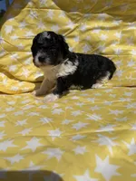 Blue male , a male Poodle - Toy  for sale in Pleasant Plains, AR – 3 of 5