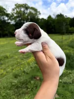 Orange male , a male Miniature Dachshund for sale in Pleasant Plains, AR – Photo 3 of 4