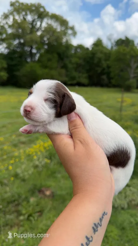 Orange male  – Miniature Dachshund puppy for sale in Pleasant Plains, AR